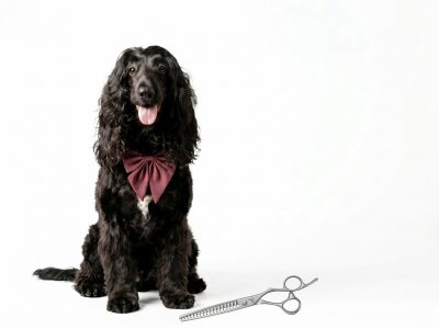 Grooming shear kit for curly and thick dog coats