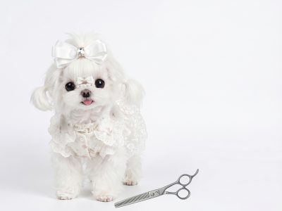 High-volume grooming shear kit for salon use