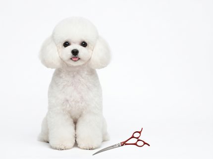 Dog grooming shear kit for round head finishing